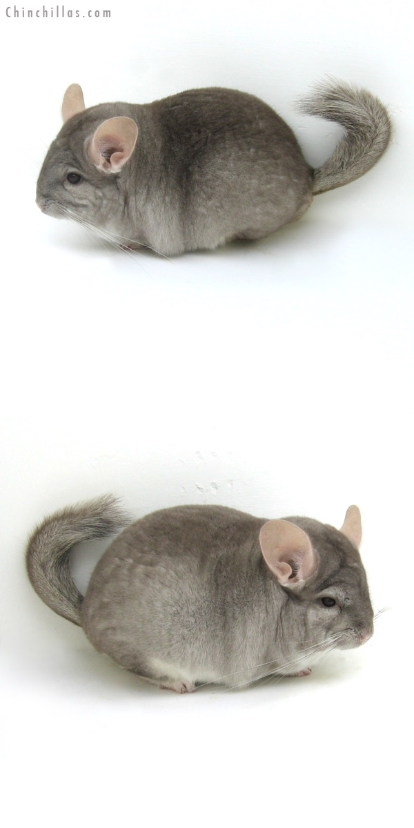 12088 Herd Improvement Quality Beige Male Chinchilla