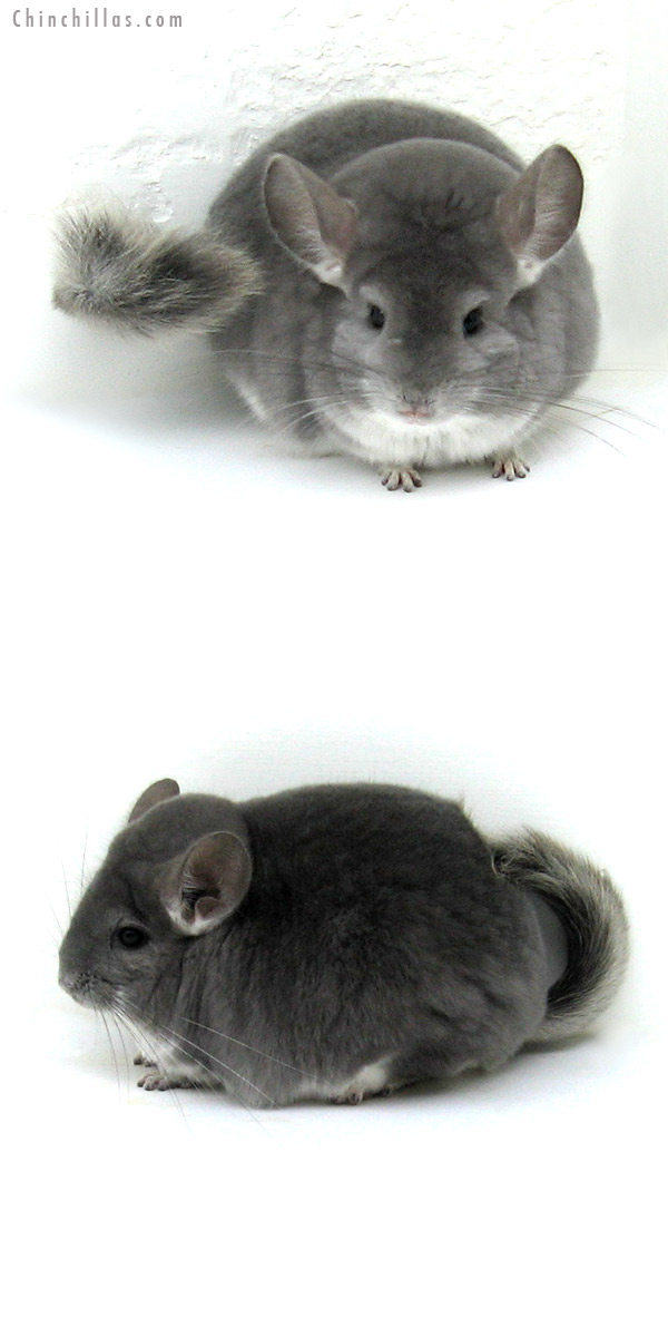 12089 Large Premium Production Quality Violet Female Chinchilla