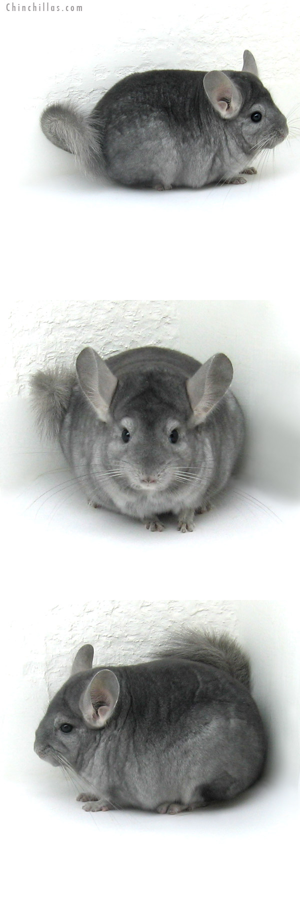 12090 Show Quality Wrap Around Sapphire Female Chinchilla