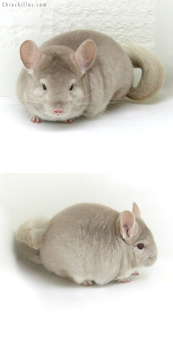 12092 Herd Improvement Quality Homo Beige Male Chinchilla