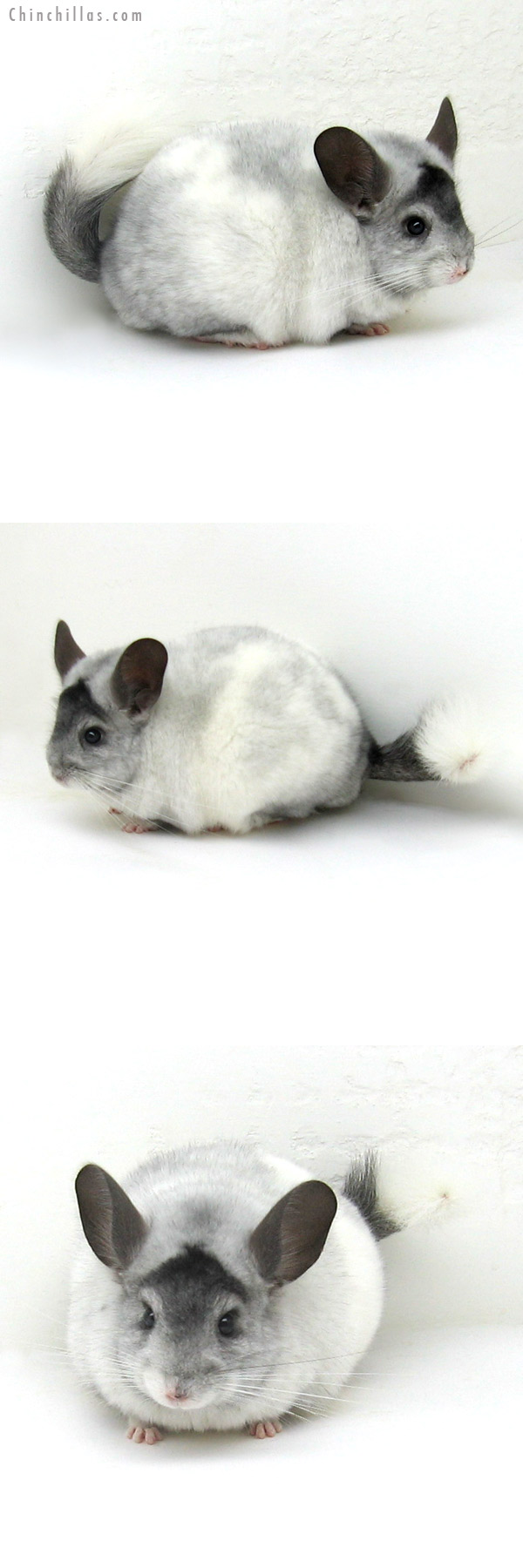 12096 Large White Mosaic ( Locken Carrier & Ebony Carrier ) Male Chinchilla