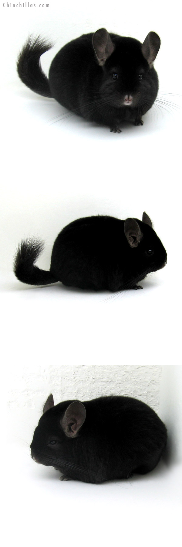 12098 Premium Production Quality Ebony Female Chinchilla