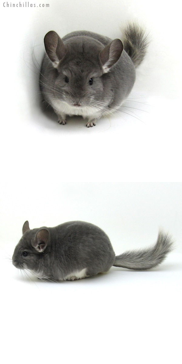 12100 Violet Female Chinchilla