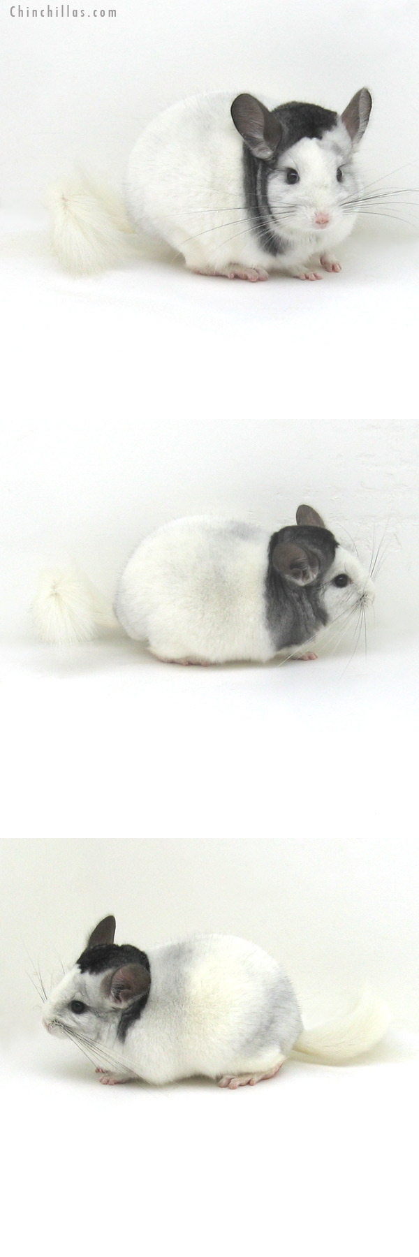 12112 Top Show Quality Extreme Mosaic ( Violet Carrier ) Male Chinchilla