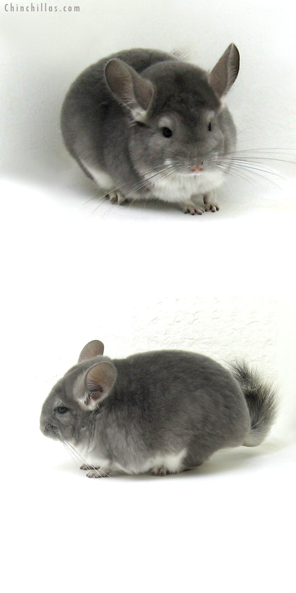 12107 Premium Production Quality Violet Female Chinchilla