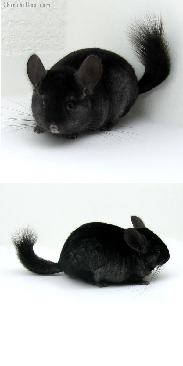 12108 Herd Improvement Quality Ebony ( Sapphire Carrier ) Male Chinchilla