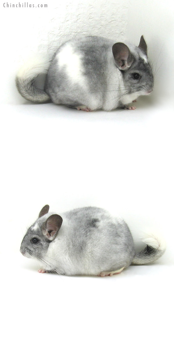 12111 Large Herd Improvement Quality White Mosaic Male Chinchilla