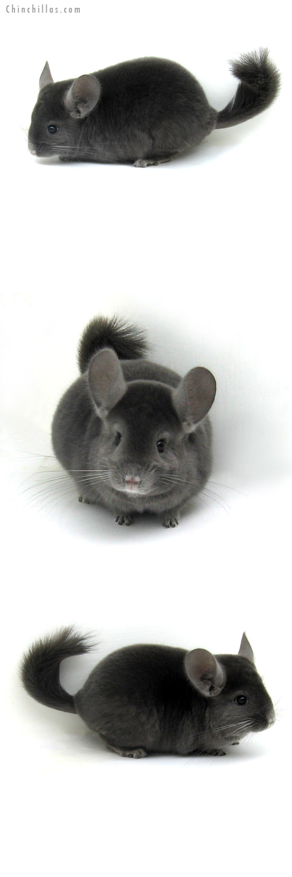 12114 Premium Production Quality Wrap Around Violet Female Chinchilla