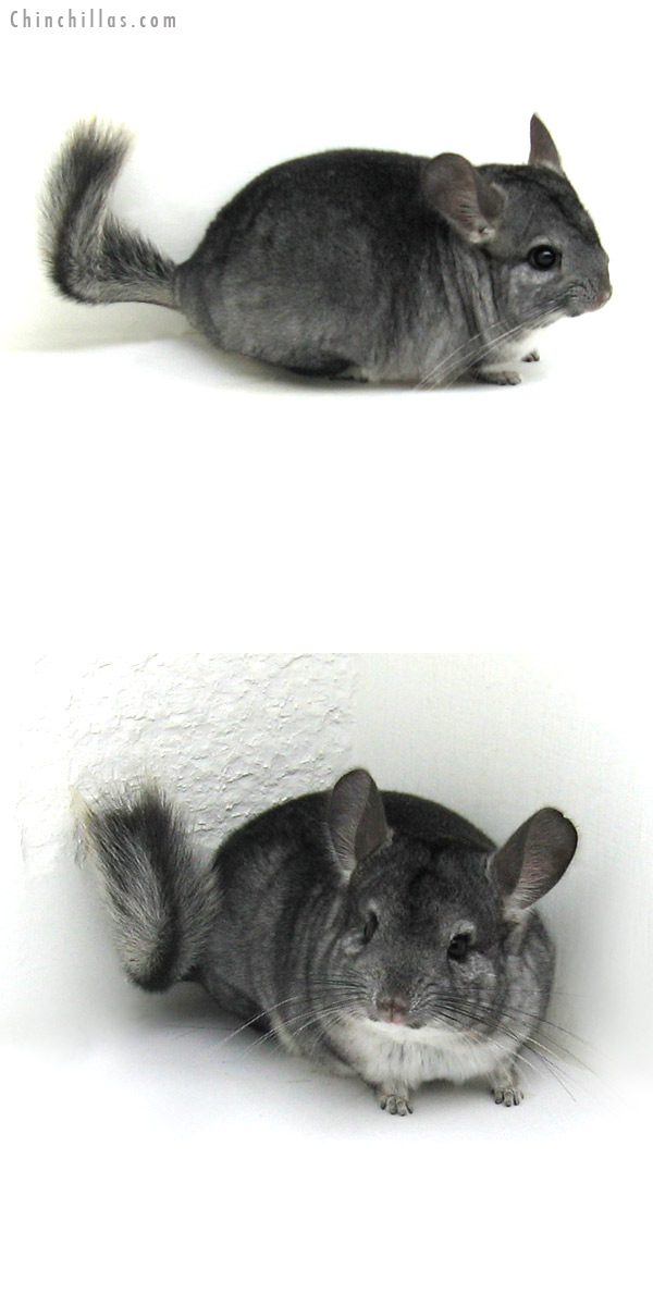 12119 Standard ( Goldbar Carrier ) Female Chinchilla