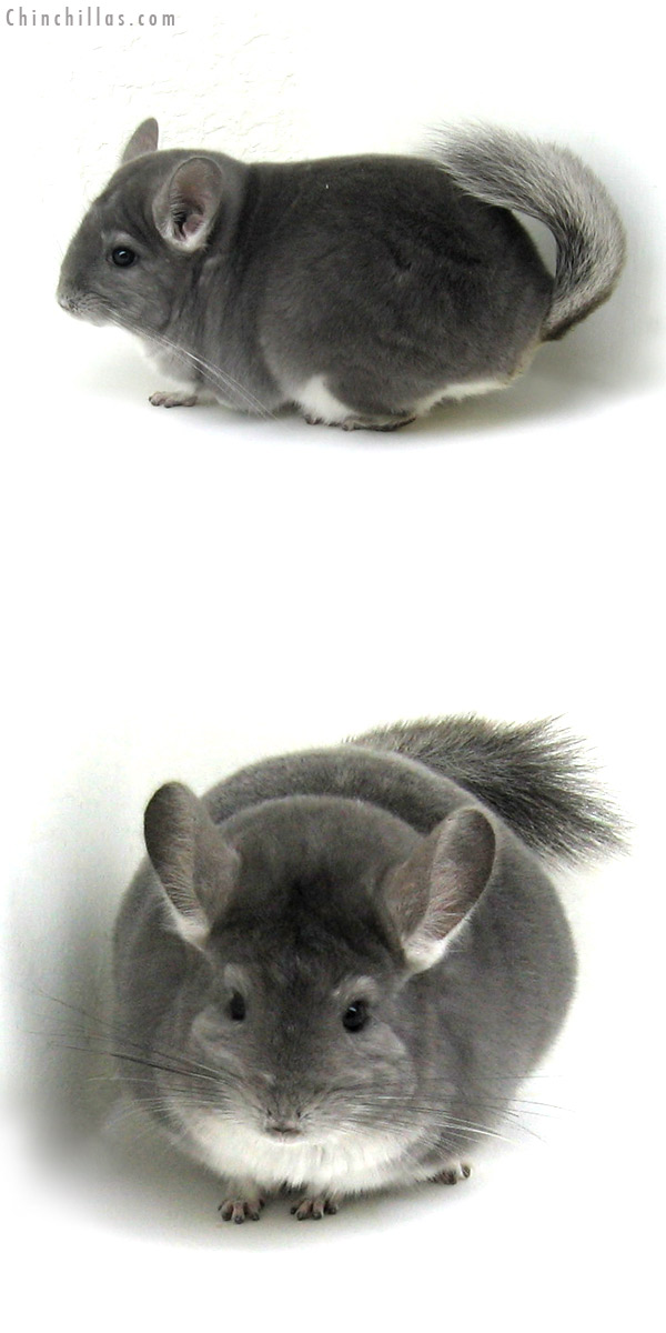 12122 Premium Production Quality Violet Female Chinchilla