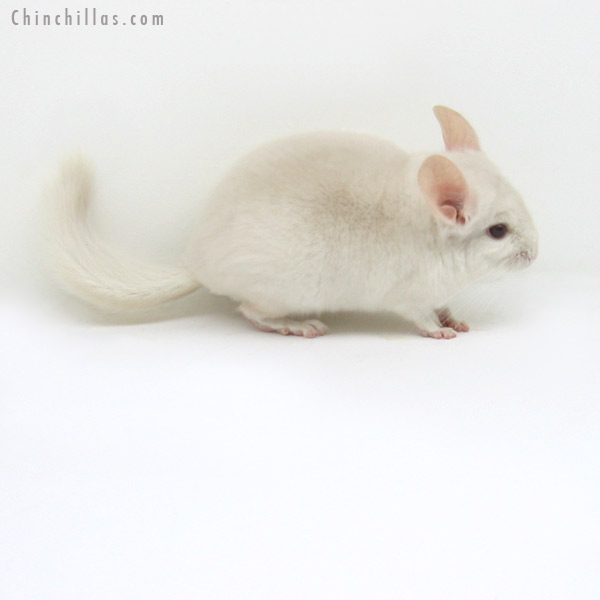 12106 Goldbar Male Chinchilla