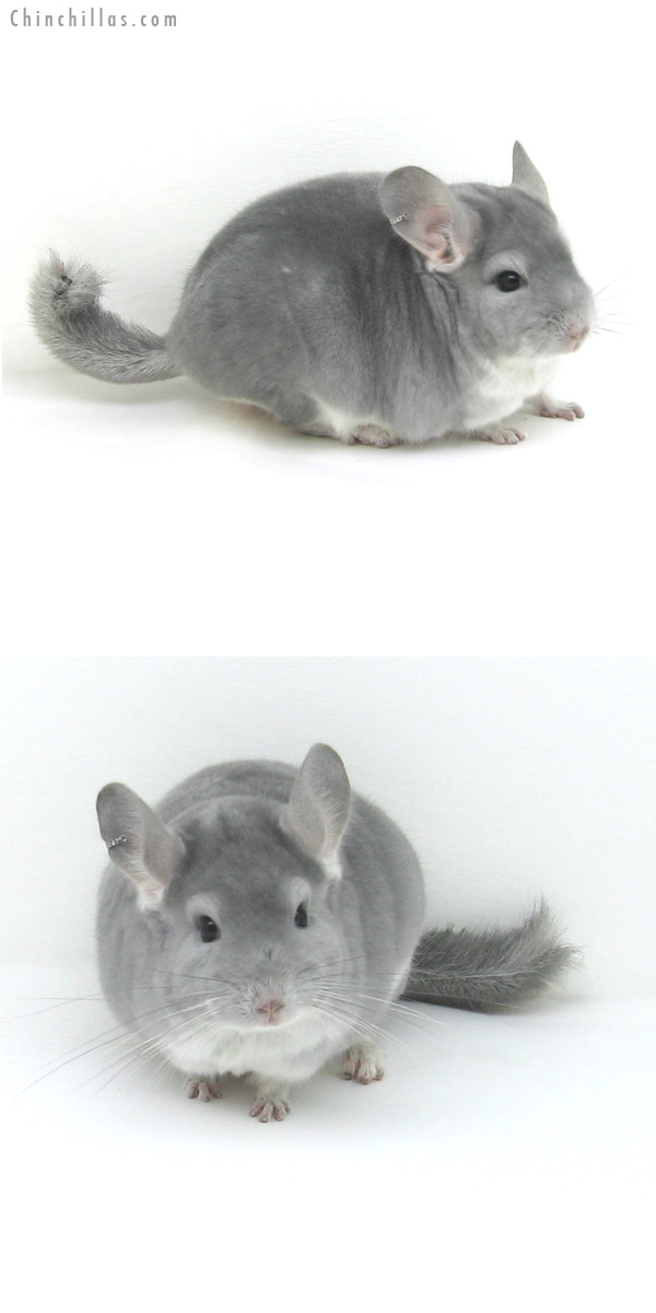 12125 Blue Diamond Male Chinchilla