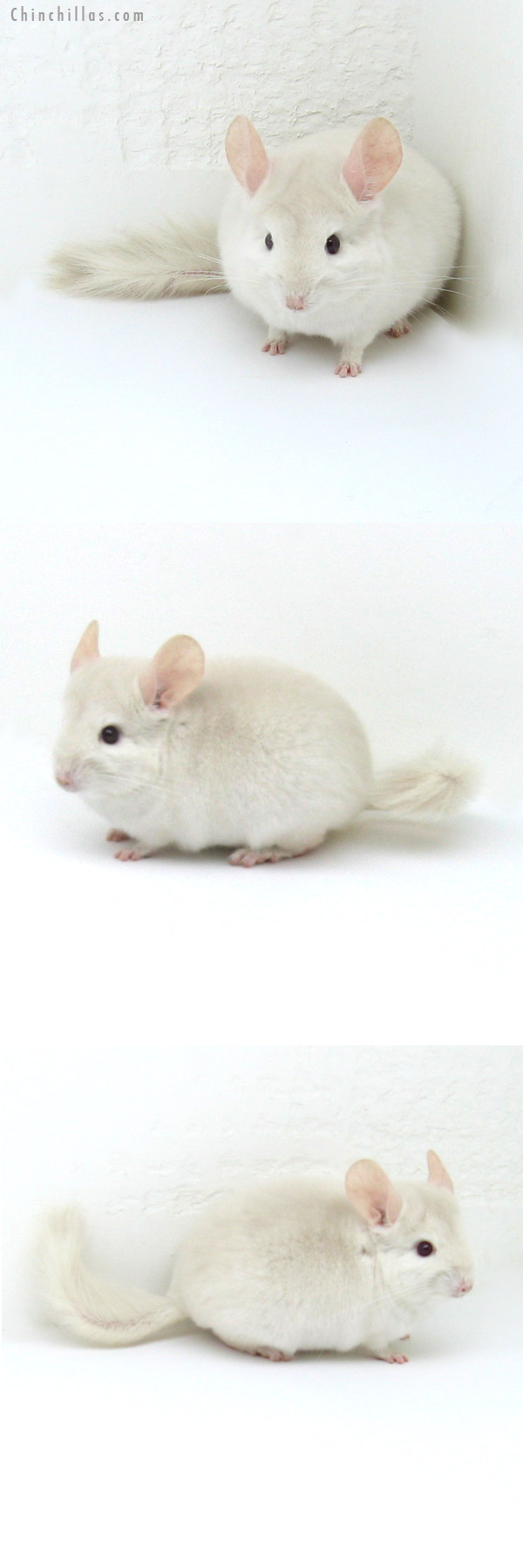 12126 Goldbar Male Chinchilla