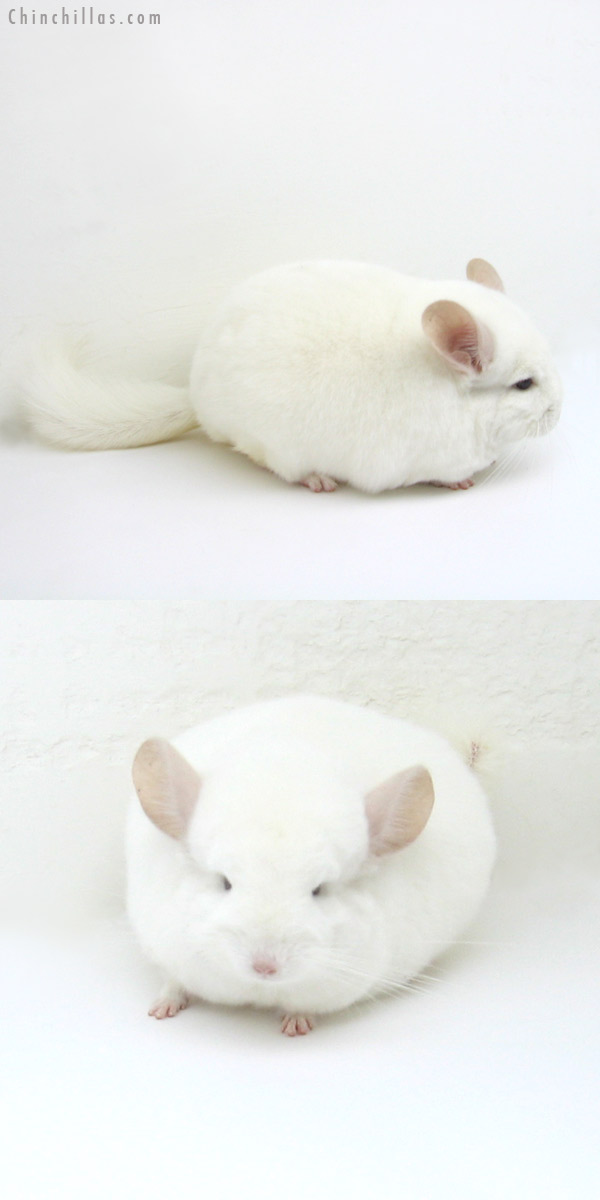 12128 Large, Blocky Premium Production Quality Pink White Female Chinchilla