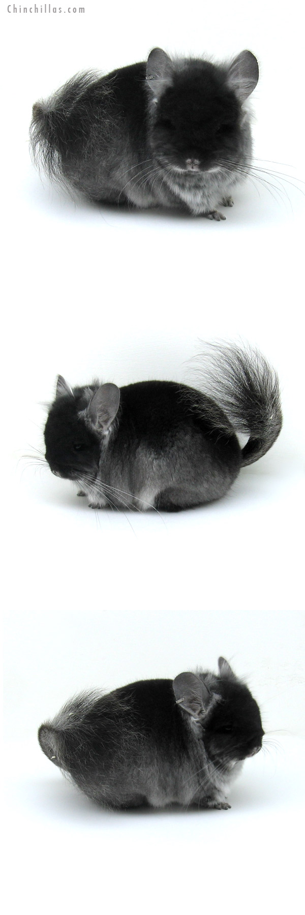 12141 Exceptional Black Velvet Royal Persian Angora Male Chinchilla