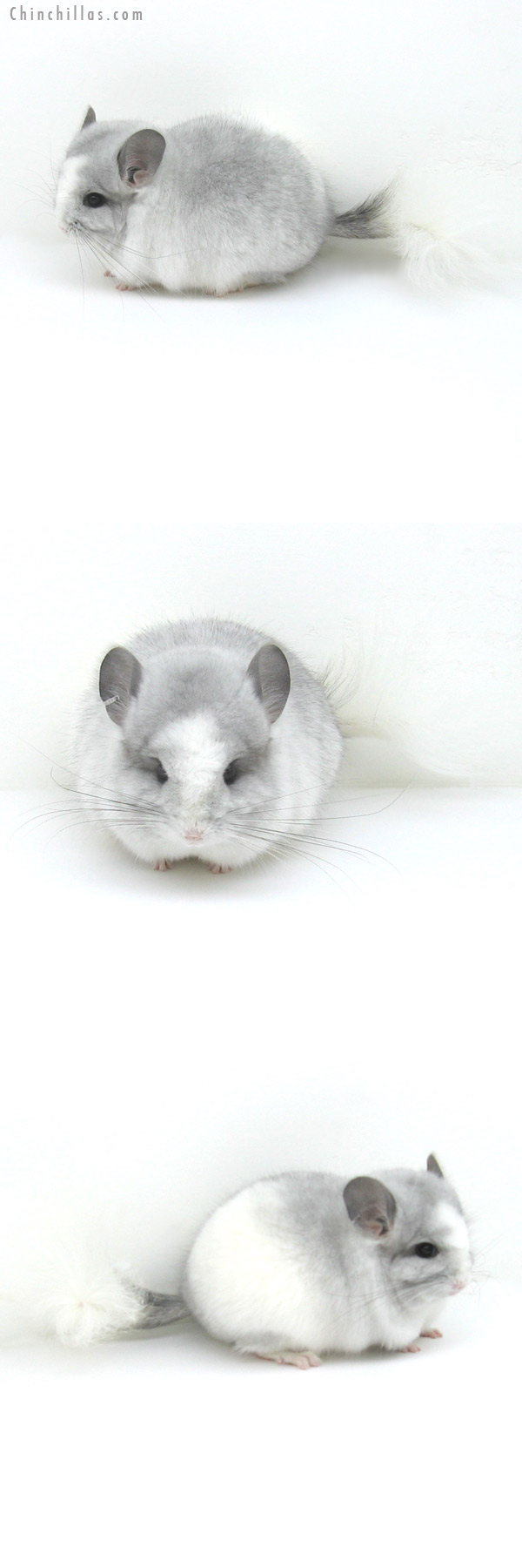 12142 Exceptional Silver Mosaic Royal Persian Angora Male Chinchilla