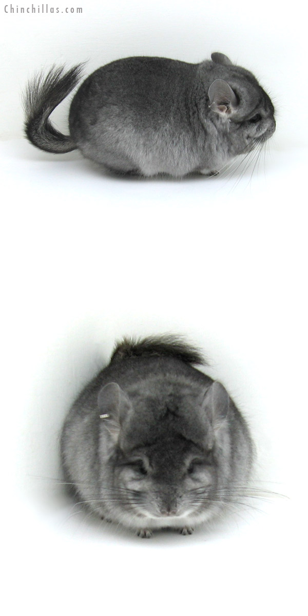 12143 Blocky Standard Royal Persian Angora Male Chinchilla