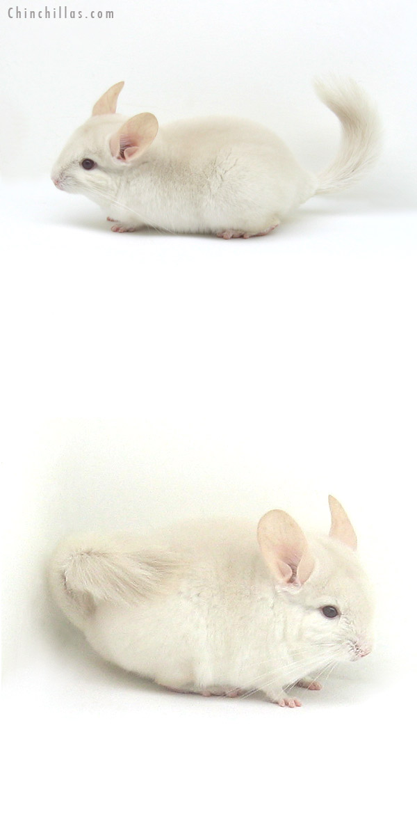 12131 Goldbar Male Chinchilla