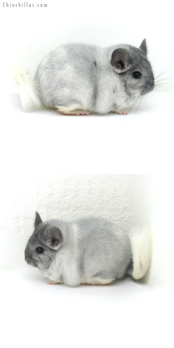 12145 Large Premium Production Quality Silver Mosaic Female Chinchilla