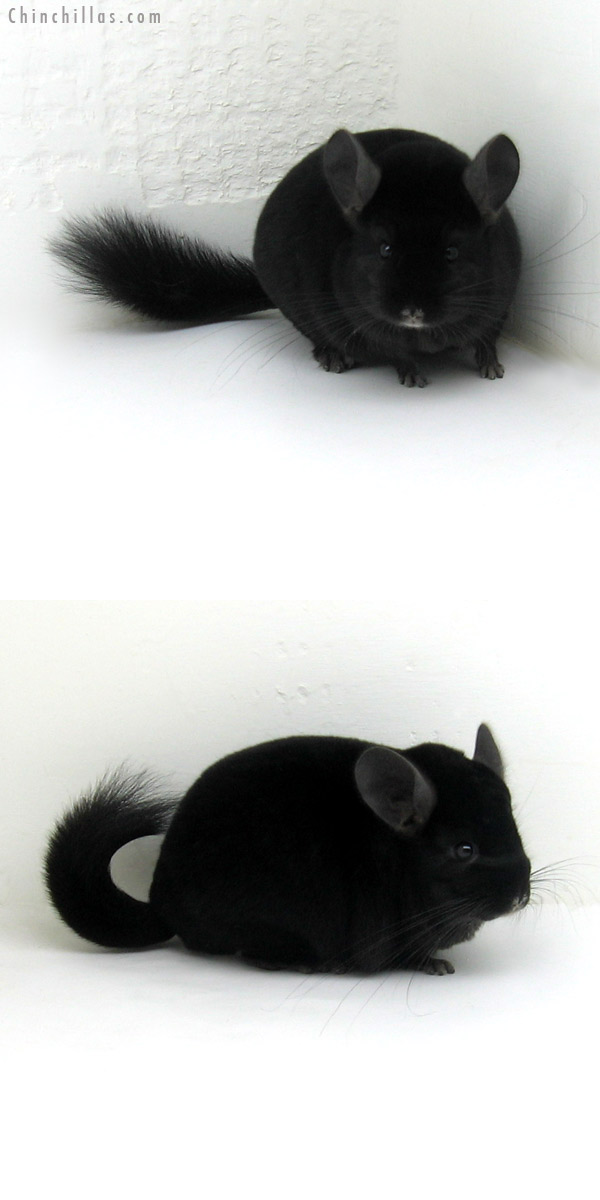 12147 Herd Improvement Quality Ebony Male Chinchilla