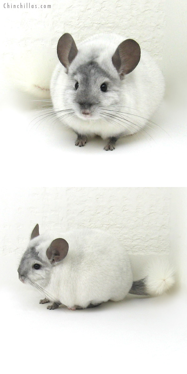 12151 Herd Improvement Quality Ebony and White Mosaic Male Chinchilla