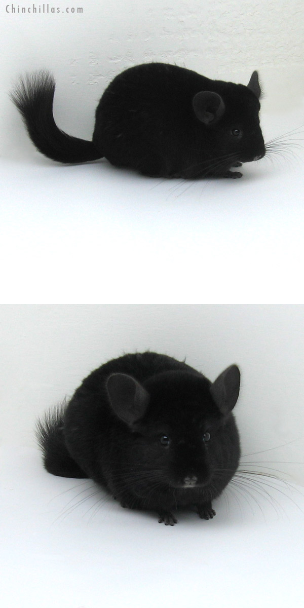 12146 Show Quality Ebony Female Chinchilla