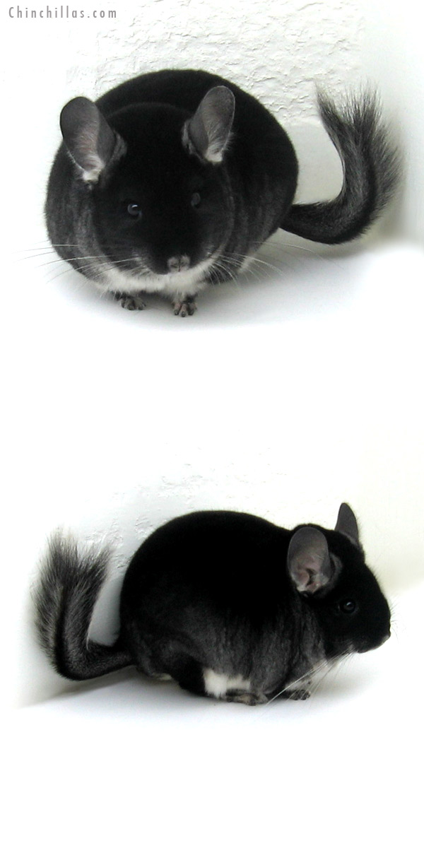 12149 Show Quality Black Velvet Male Chinchilla