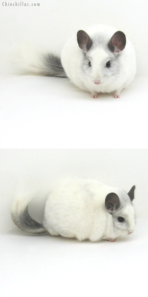 12161 Herd Improvement Quality White Mosaic Male Chinchilla