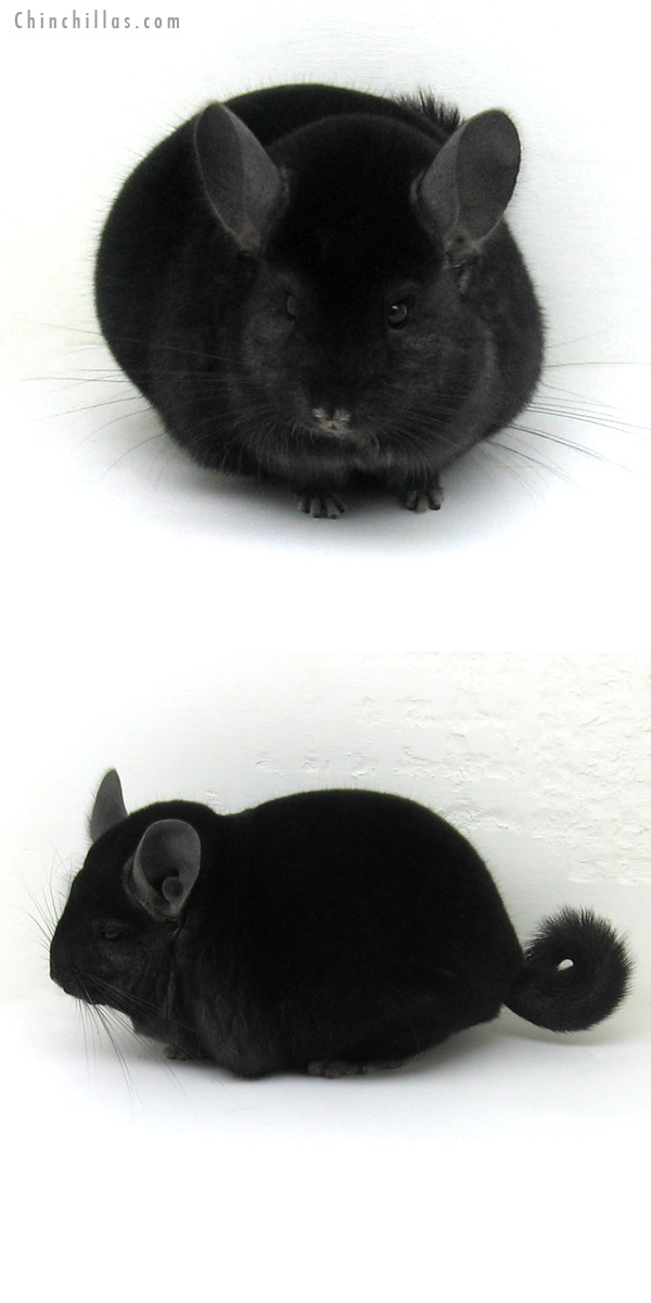 12160 Large Herd Improvement Quality Ebony Male Chinchilla