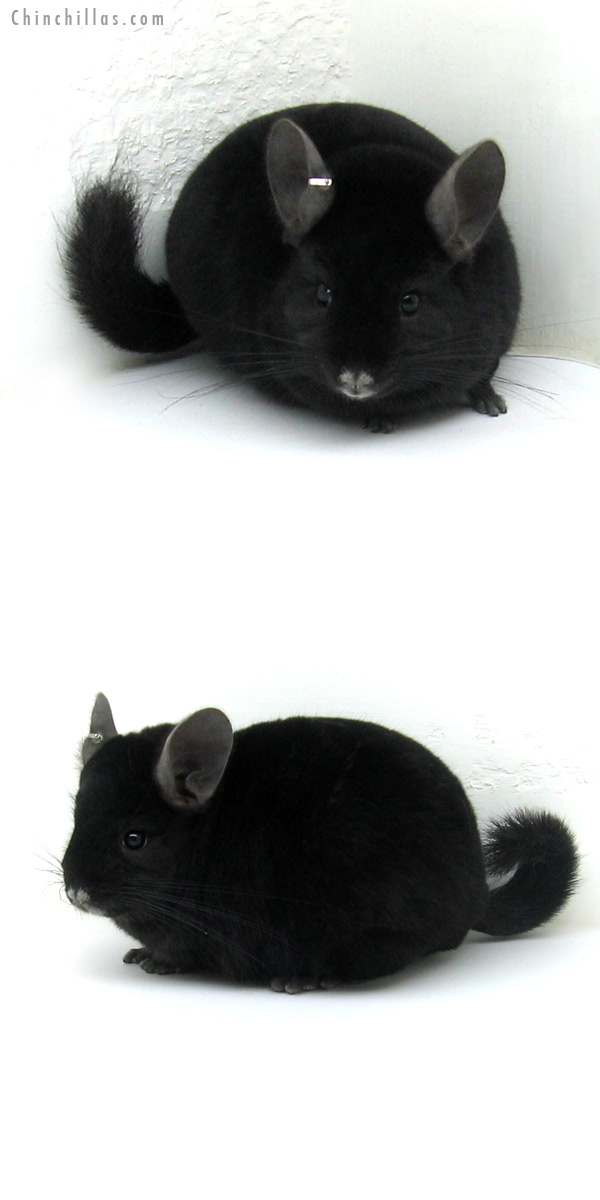 12158 Large Herd Improvement Quality Ebony Male Chinchilla