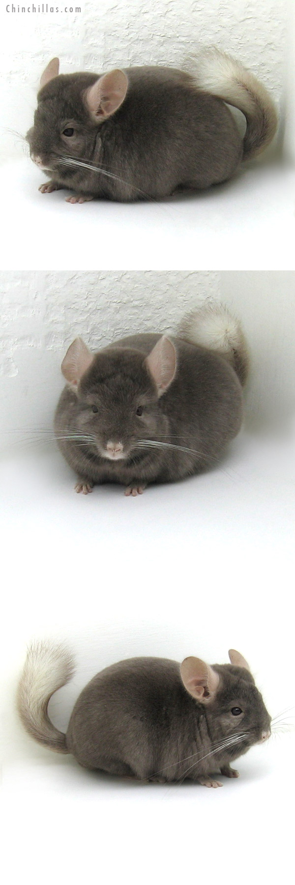 12159 Herd Improvement Quality Tan Male Chinchilla