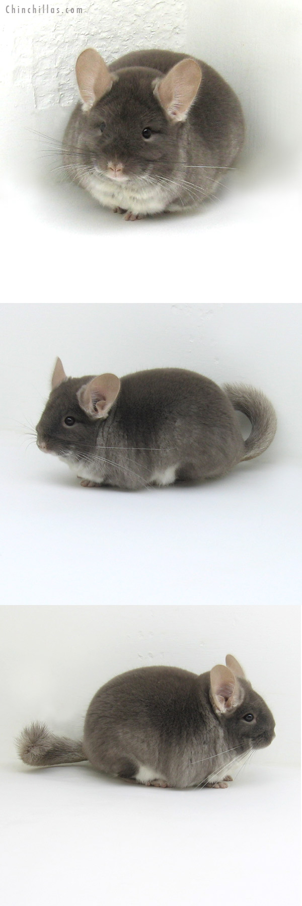 12157 Premium Production Quality TOV Beige / Brown Velvet Female Chinchilla