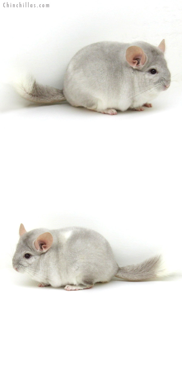 12163 Herd Improvement Quality Beige & White Mosaic Male Chinchilla