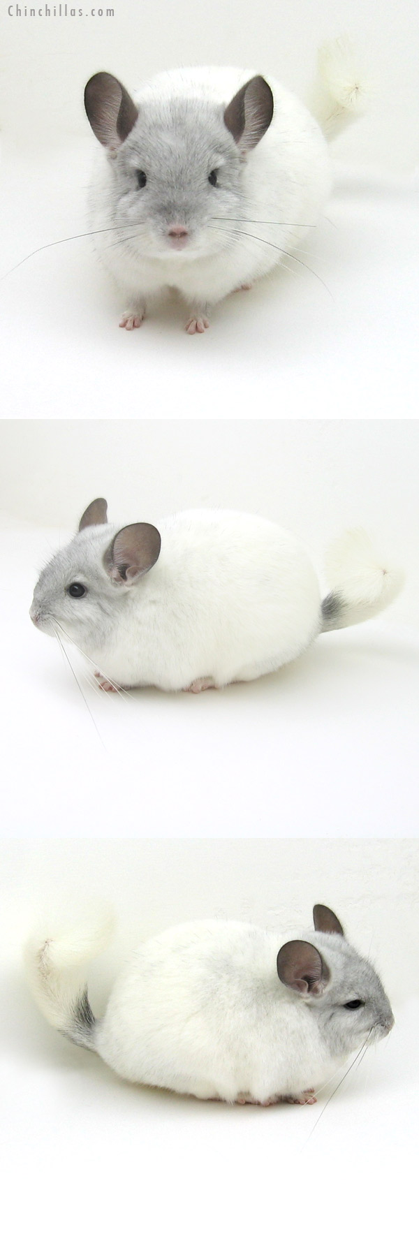 12166 Large Show Quality White Mosaic ( Violet Carrier ) Female Chinchilla