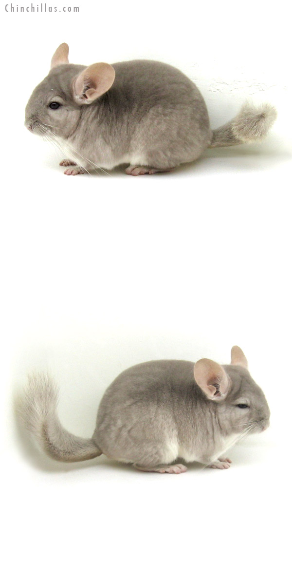 12165 Beige / Violet Male Chinchilla