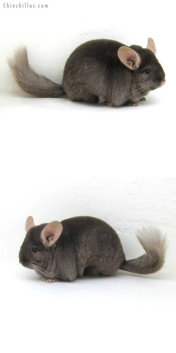 12164 Premium Production Quality Tan Female Chinchilla