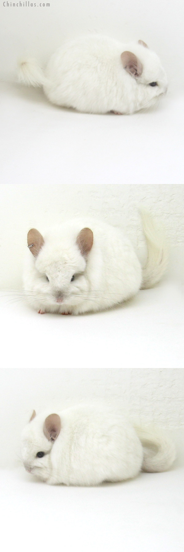 12170 Exceptional Pink White Royal Persian Angora Female Chinchilla