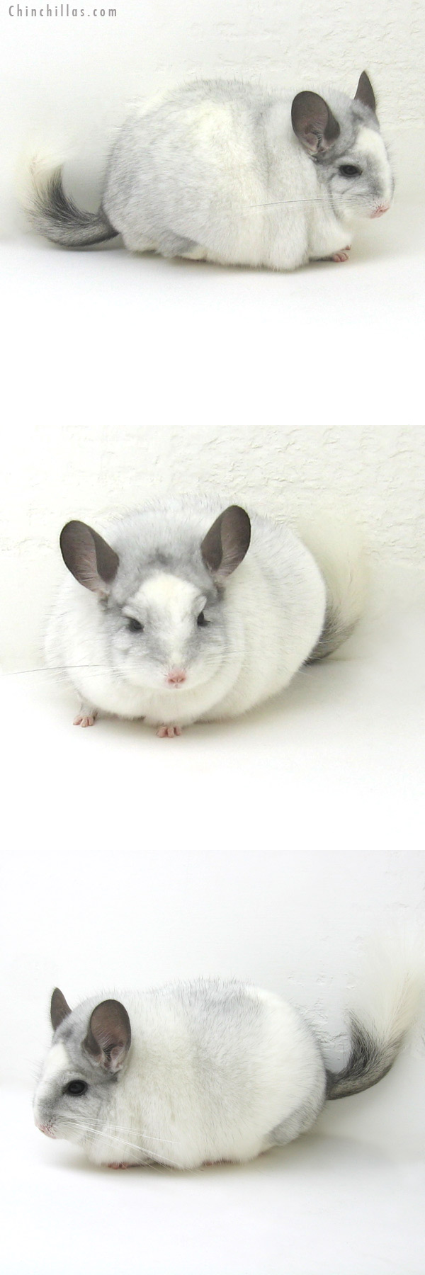 12169 Blocky, XXXL Show Quality White Mosaic Male Chinchilla