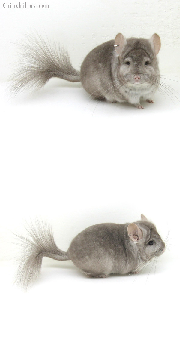 12168 Beige Royal Persian Angora Male Chinchilla