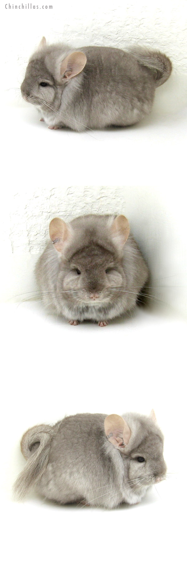 12174 Beige Royal Persian Angora Male Chinchilla