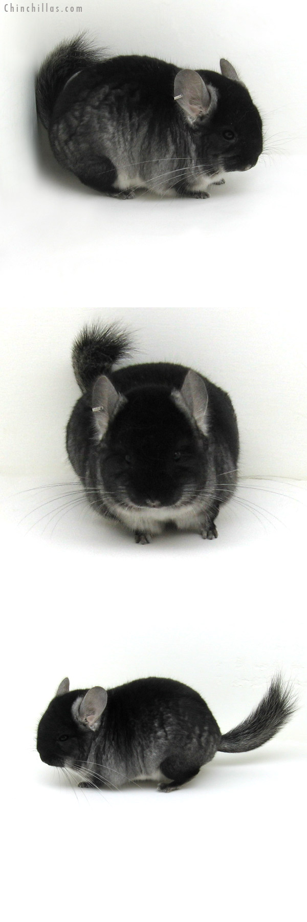 12175 Black Velvet ( Royal Persian Angora Carrier & Ebony Carrier ) Male Chinchilla