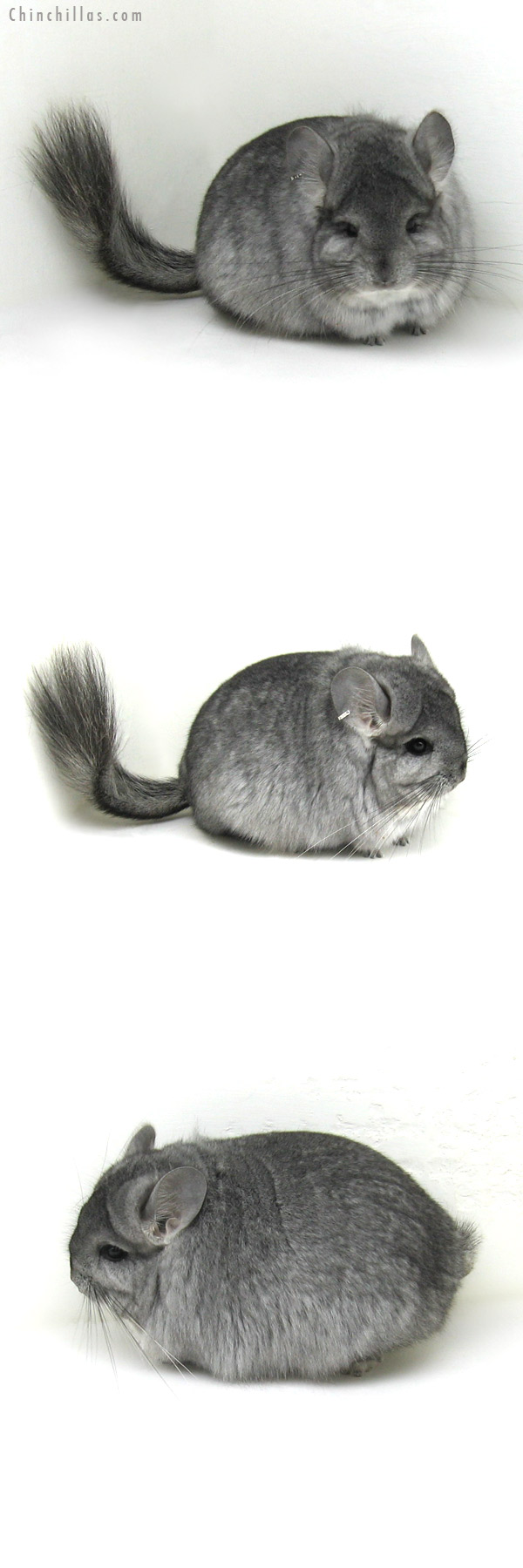 12177 Exceptional Standard Royal Persian Angora Female Chinchilla