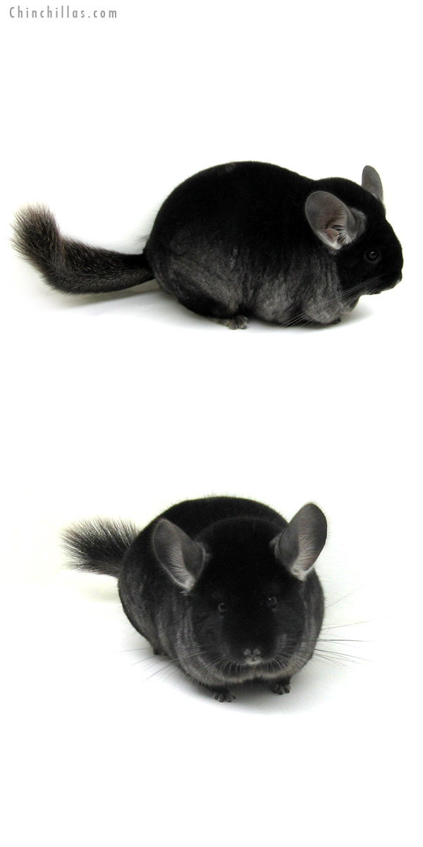 12178 Extra Extra Large Black Velvet ( Ebony Carrier ) Female Chinchilla