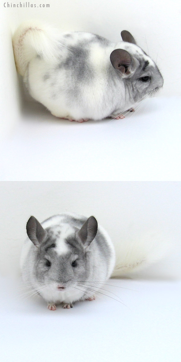 12179 Herd Improvement Quality Splotchy Mosaic ( Violet Carrier ) Male Chinchilla