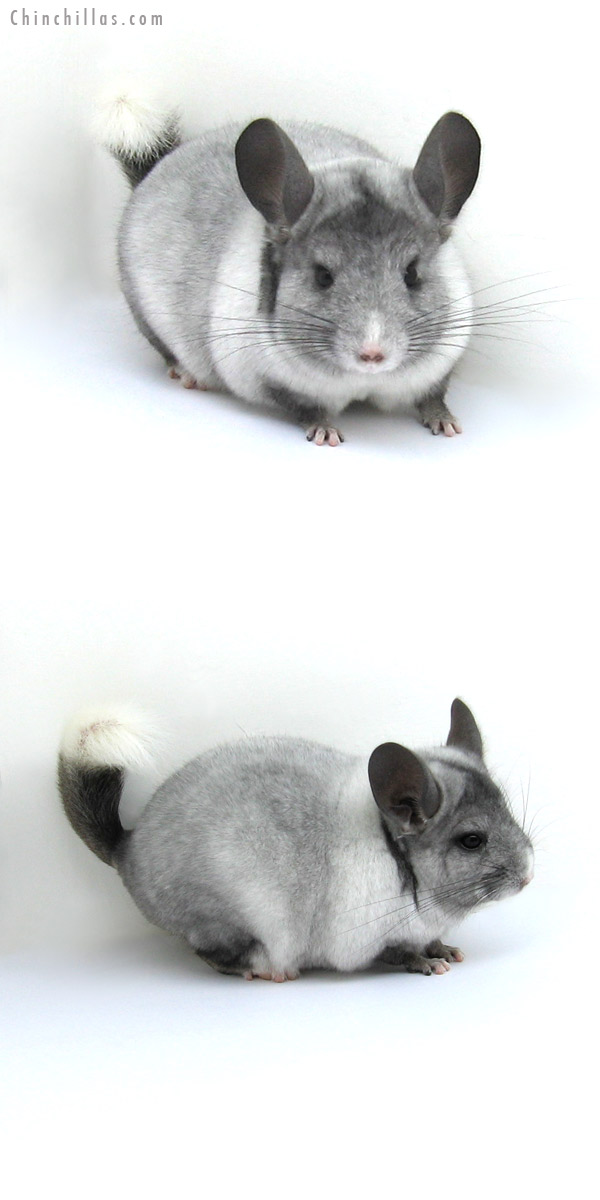 12180 Ebony & White Mosaic ( possible Locken Carrier ) Male Chinchilla