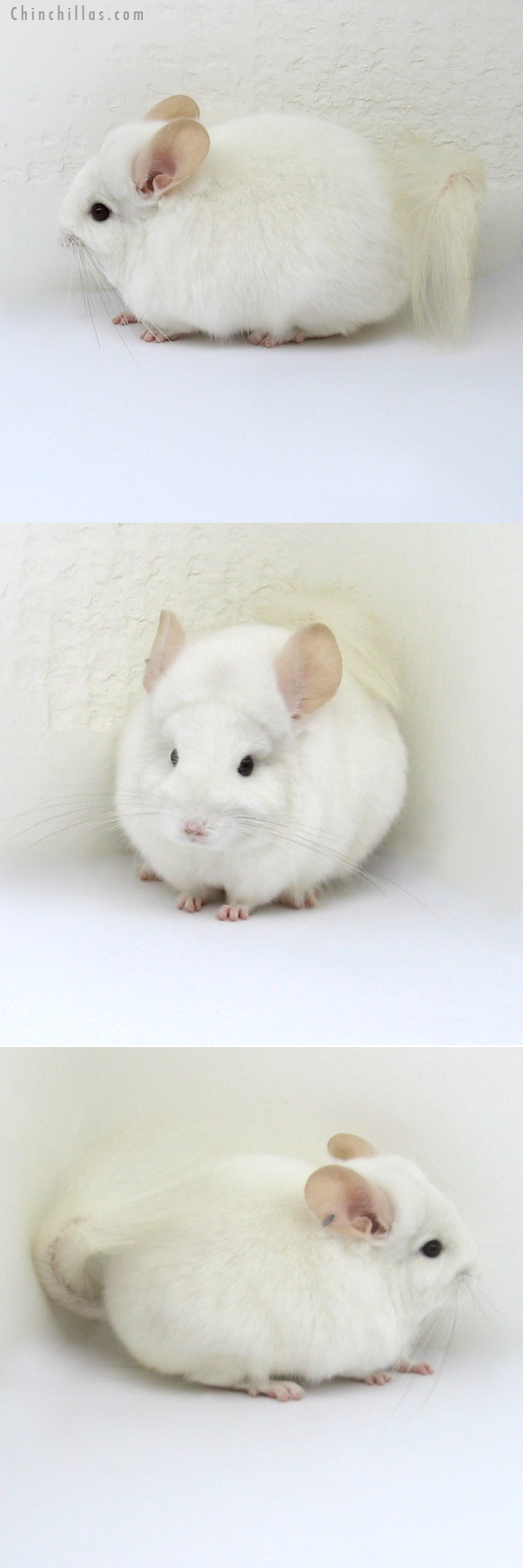 12182 Rare Pink White Royal Persian Angora Male Chinchilla