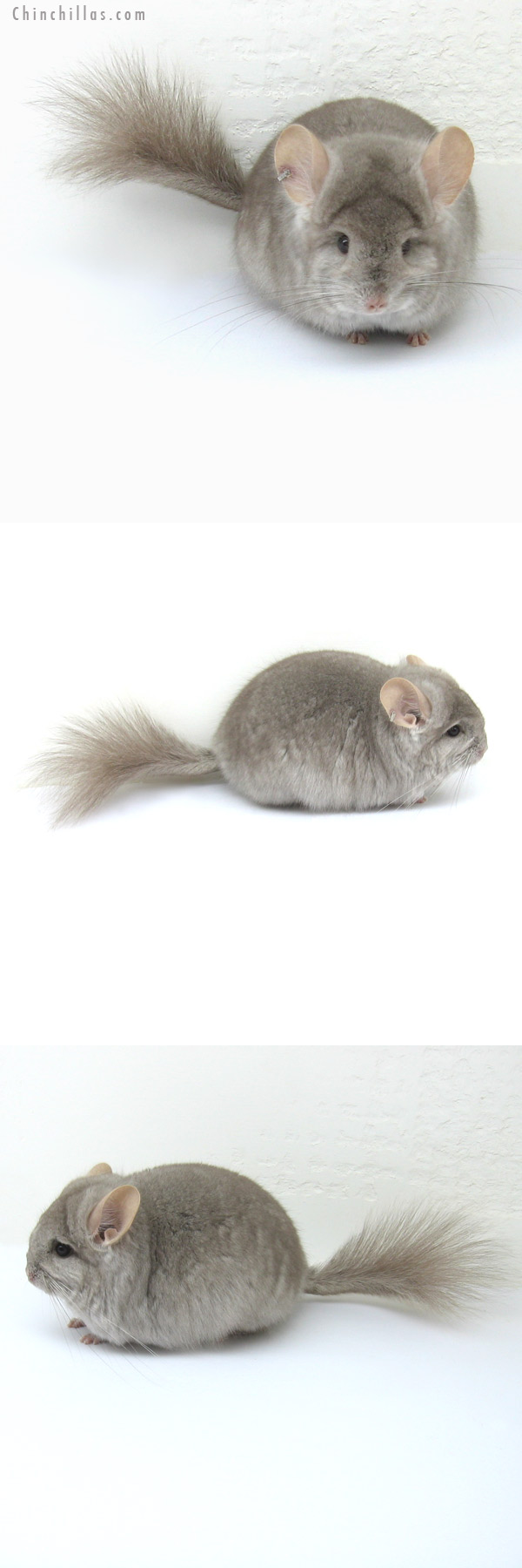 12191 Exceptional Beige Royal Persian Angora Female Chinchilla