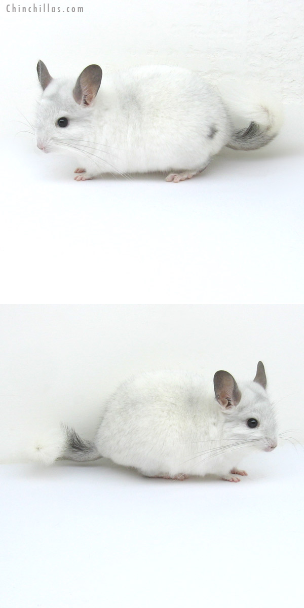 12188 White Mosaic ( Royal Persian Angora Carrier ) Male Chinchilla