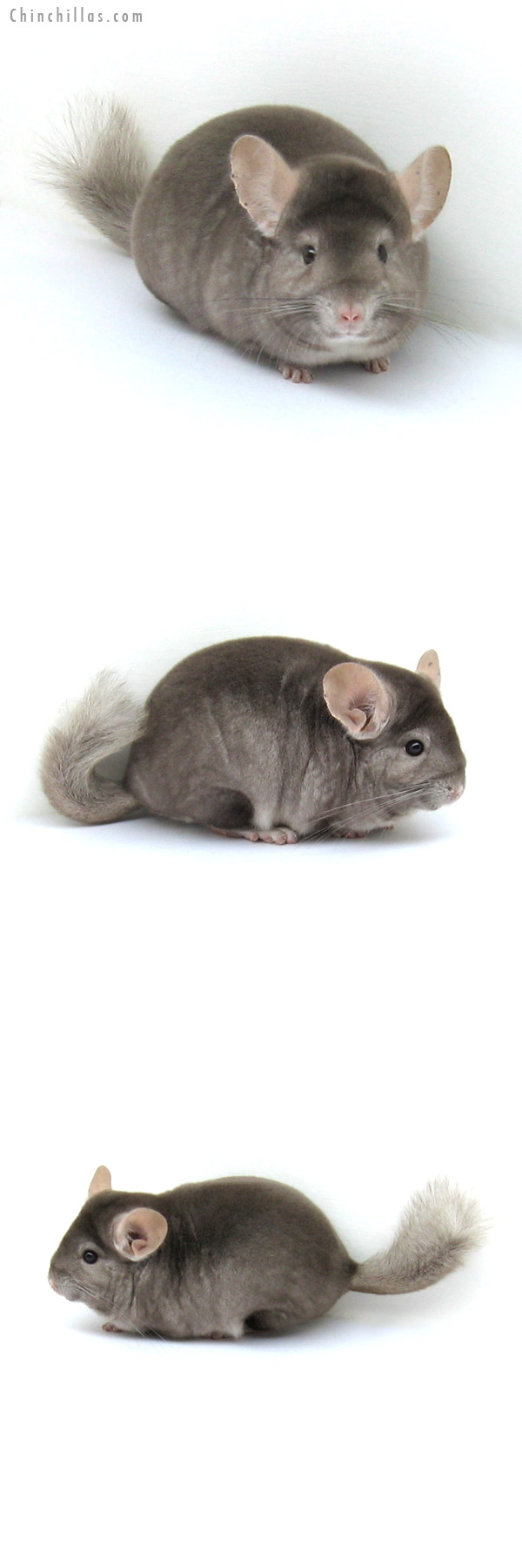 12187 Show Quality Beige ( Ebony & Violet Carrier ) Male Chinchilla
