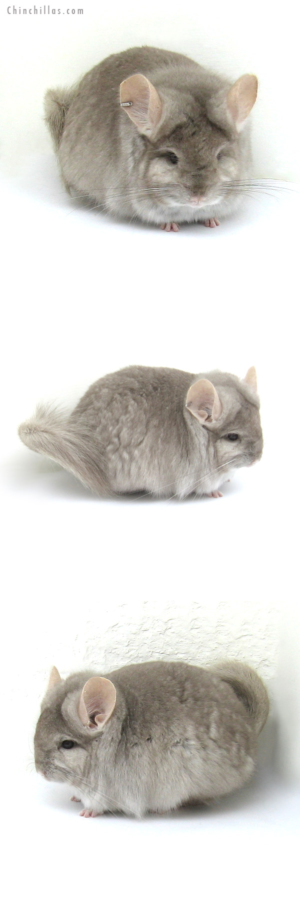 12203 Exceptional Beige Royal Persian Angora Male Chinchilla